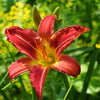 Daylily 3 Roots - Autumn Red By Easy to Grow Bulbs