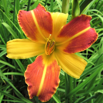 Daylily - Frans Hals - 3 Live Roots