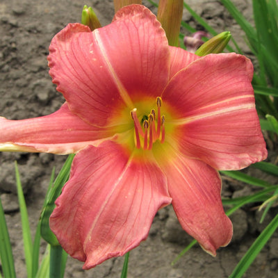Daylily - Prairie Belle - 3 Live Roots