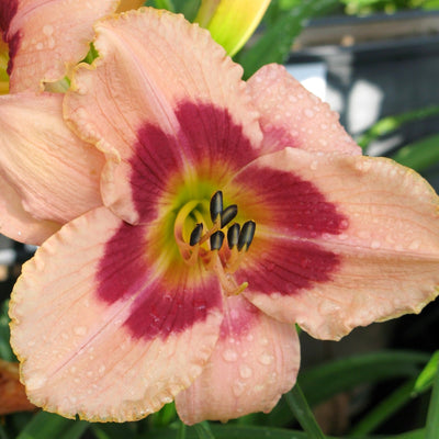 Daylily - Fragrant Wineberry Candy - 3 Live Roots