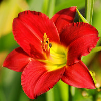 Daylily 10 Bareroot Plants - Bumper Crop Mix
