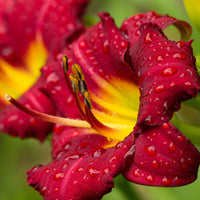 Daylily 10 Bareroot Plants - Bumper Crop Mix