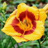 Daylily 10 Bareroot Plants - Bumper Crop Mix