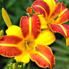 Daylily - Frans Hals - 3 Live Roots