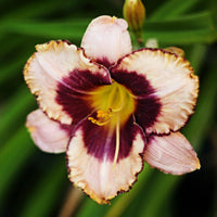 Daylily 10 Bareroot Plants - Bumper Crop Mix
