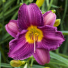 Daylily 10 Bareroot Plants - Bumper Crop Mix