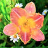 Daylily 10 Bareroot Plants - Bumper Crop Mix
