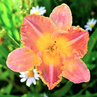 Daylily 10 Bareroot Plants - Bumper Crop Mix