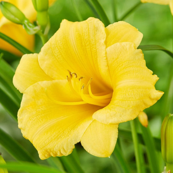 Daylily - Stella De Oro - 3 Live Roots