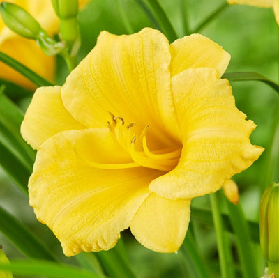 Daylily - Stella De Oro - 3 Live Roots