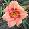 Daylily 3 Roots - Strawberry Candy By Easy To Grow Bulbs