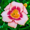 Daylily 3 Roots - Strawberry Candy By Easy To Grow Bulbs