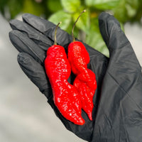 Death Spiral Pepper Seeds, New UK Garden Vegetables