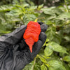 Death Spiral Pepper Seeds, New UK Garden Vegetables