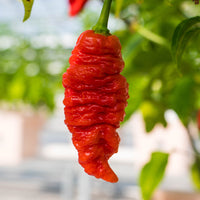 Death Spiral Pepper Seeds, New UK Garden Vegetables