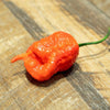 Death Spiral Pepper Seeds, New UK Garden Vegetables