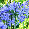 Agapanthus - Delft Blue - 1 Bareroot