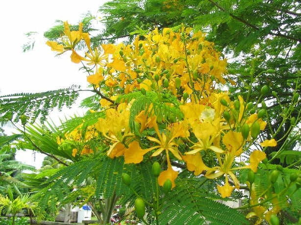 Delonix Regia Var. Flavida or Flava 10 Seeds, Yellow Golden Poinciana