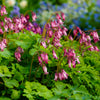 Dicentra 1 Bare Root - Bleeding Hearts Formosa