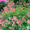 Dicentra 1 Bare Root - Bleeding Hearts Formosa