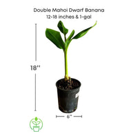 Double Mahoi Dwarf Banana, Live Plant