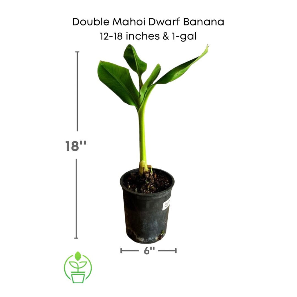 Double Mahoi Dwarf Banana, Live Plant