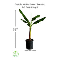 Double Mahoi Dwarf Banana, Live Plant