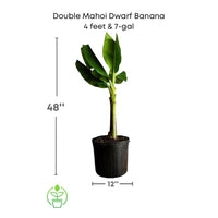 Double Mahoi Dwarf Banana, Live Plant
