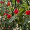 Dragon's Breath Chili Pepper Seeds, Extreme Caution Garden Vegetables