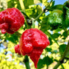 Dragon's Breath Chili Pepper Seeds, Extreme Caution Garden Vegetables