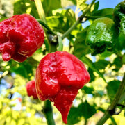 Dragon's Breath Chili Pepper Seeds, Extreme Caution Garden Vegetables