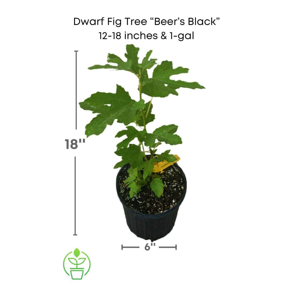 Ficus carica "Beer's Black" Dwarf Fig, Live Tree