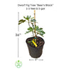 Ficus carica "Beer's Black" Dwarf Fig, Live Tree