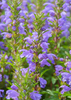 Dracocephalum moldavica, Moldavian Balm ‘Dragon Balm’ Herb - Live Plant
