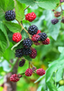 Rubus canadensis, Blackberry 'Apache' Fruit Shrub - Live Plant