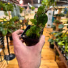 Live Hoya Rope Plant, Indoor/ Outdoor Houseplants