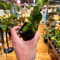 Live Hoya Rope Plant, Indoor/ Outdoor Houseplants