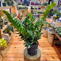 Zamioculas Zamiifolia 'ZZ', Indoor / Outdoor Houseplants