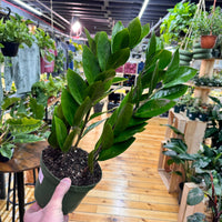 Zamioculas Zamiifolia 'ZZ', Indoor / Outdoor Houseplants