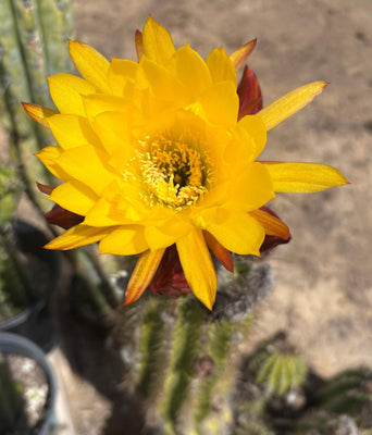 #EC08 EXACT Trichocereus Grandiflorus Hybrid SunFlower Cactus Cutting 5-6”