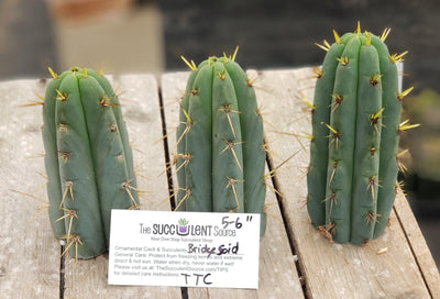 #EC107 EXACT Trichocereus Bridgesoid 