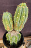 #EC117 EXACT Trichocereus Bridgesii JADA Cactus 13.5"