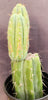 #EC117 EXACT Trichocereus Bridgesii JADA Cactus 13.5"