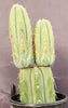 #EC117 EXACT Trichocereus Bridgesii JADA Cactus 13.5"