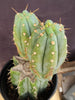 #EC117 EXACT Trichocereus Bridgesii JADA Cactus 13.5"