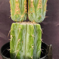 #EC117 EXACT Trichocereus Bridgesii JADA Cactus 13.5"