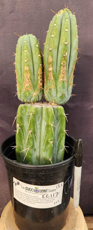 #EC117 EXACT Trichocereus Bridgesii JADA Cactus 13.5"