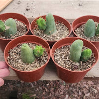 #EC121 Trichocereus Bridgesii Monstrose Cactus Plant With Pups in 4" container special