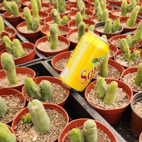 #EC121 Trichocereus Bridgesii Monstrose Cactus Plant With Pups in 4" container special