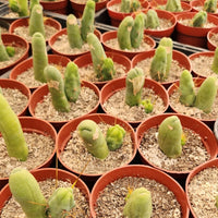#EC121 Trichocereus Bridgesii Monstrose Cactus Plant With Pups in 4" container special